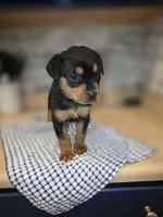 Bella, a female Rottweiler for sale in Indianapolis, IN – Photo 8 of 9