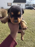 Bella, a female Rottweiler for sale in Indianapolis, IN – Photo 5 of 9