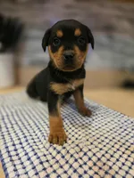 Bella, a female Rottweiler for sale in Indianapolis, IN – Photo 3 of 9