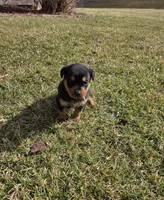 Bella, a female Rottweiler for sale in Indianapolis, IN – Photo 6 of 9