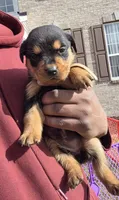 Bella, a female Rottweiler for sale in Indianapolis, IN – Photo 3 of 9