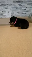 Delilah, a female Rottweiler for sale in Indianapolis, IN – 2 of 9
