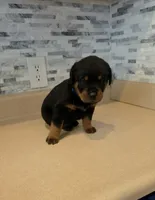 Zeus, a male Rottweiler for sale in Indianapolis, IN – 4 of 7