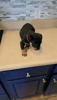 *Hercules*, a male Rottweiler for sale in Indianapolis, IN – 3 of 8