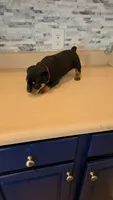 *Hercules*, a male Rottweiler for sale in Indianapolis, IN – 2 of 8