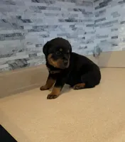 Zeus, a male Rottweiler for sale in Indianapolis, IN – 5 of 7