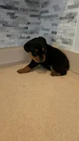 Gracey, a female Rottweiler for sale in Indianapolis, IN – 5 of 10