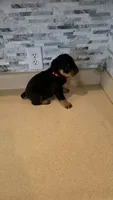 *Hercules*, a male Rottweiler for sale in Indianapolis, IN – 8 of 8