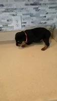 Delilah, a female Rottweiler for sale in Indianapolis, IN – 4 of 9