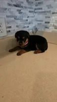 Delilah, a female Rottweiler for sale in Indianapolis, IN – 7 of 9