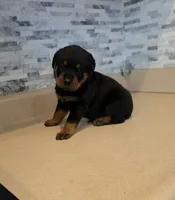 Zeus, a male Rottweiler for sale in Indianapolis, IN – 2 of 7
