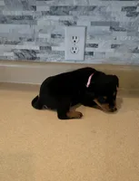 Gracey, a female Rottweiler for sale in Indianapolis, IN – 10 of 10