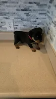 *Hercules*, a male Rottweiler for sale in Indianapolis, IN – 7 of 8