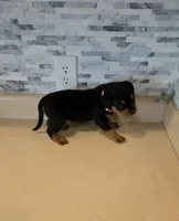 Gracey, a female Rottweiler for sale in Indianapolis, IN – 9 of 10