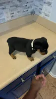 Lilly, a female Rottweiler for sale in Indianapolis, IN – 7 of 7