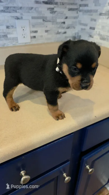 Lilly – Rottweiler puppy for sale in Indianapolis, IN