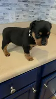 Lilly, a female Rottweiler for sale in Indianapolis, IN – 1 of 7