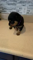 Sasha, a female Rottweiler for sale in Indianapolis, IN – 7 of 9
