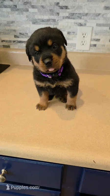 Sasha – Rottweiler puppy for sale in Indianapolis, IN