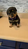 Sasha, a female Rottweiler for sale in Indianapolis, IN – 1 of 9