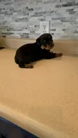 Xena, a female Rottweiler for sale in Indianapolis, IN – 3 of 5