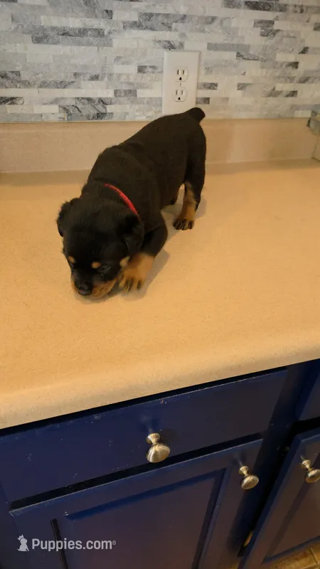 *Hercules* – Rottweiler puppy for sale in Indianapolis, IN