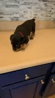 *Hercules*, a male Rottweiler for sale in Indianapolis, IN – 1 of 8