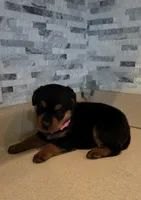 Delilah, a female Rottweiler for sale in Indianapolis, IN – 3 of 9