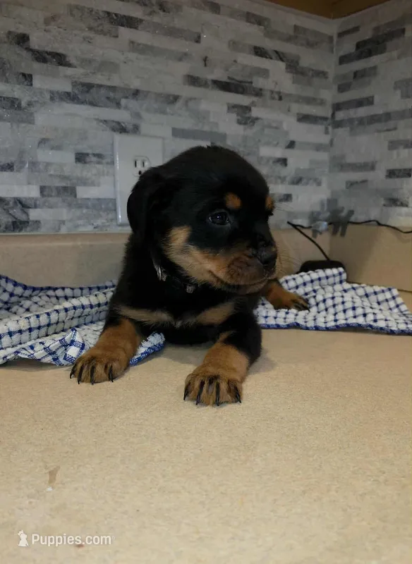 Diamond – Rottweiler puppy for sale in Indianapolis, IN