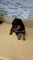 Sasha, a female Rottweiler for sale in Indianapolis, IN – 9 of 9
