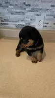 Sasha, a female Rottweiler for sale in Indianapolis, IN – 3 of 9