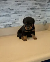 Zeus, a male Rottweiler for sale in Indianapolis, IN – 3 of 7