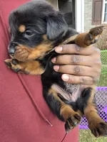 King, a male Rottweiler for sale in Indianapolis, IN – Photo 1 of 10