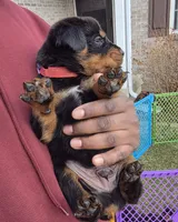 King, a male Rottweiler for sale in Indianapolis, IN – Photo 3 of 10