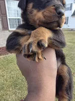 King, a male Rottweiler for sale in Indianapolis, IN – Photo 6 of 10