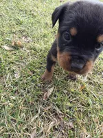 King, a male Rottweiler for sale in Indianapolis, IN – Photo 10 of 10