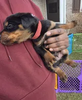 King, a male Rottweiler for sale in Indianapolis, IN – Photo 2 of 10