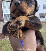 King, a male Rottweiler for sale in Indianapolis, IN – Photo 5 of 10