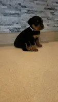 Lilly, a female Rottweiler for sale in Indianapolis, IN – 5 of 7