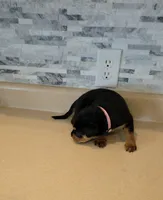 Gracey, a female Rottweiler for sale in Indianapolis, IN – 6 of 10