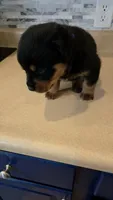 Sasha, a female Rottweiler for sale in Indianapolis, IN – 8 of 9