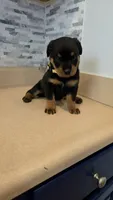 Xena, a female Rottweiler for sale in Indianapolis, IN – 5 of 5