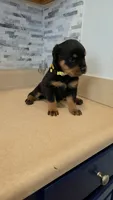 Xena, a female Rottweiler for sale in Indianapolis, IN – 4 of 5