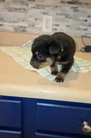 Precious, a female Rottweiler for sale in Indianapolis, IN – Photo 9 of 10