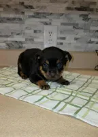Precious, a female Rottweiler for sale in Indianapolis, IN – Photo 2 of 10