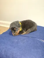 Precious, a female Rottweiler for sale in Indianapolis, IN – Photo 1 of 7