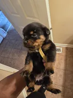 Precious, a female Rottweiler for sale in Indianapolis, IN – Photo 7 of 7