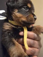 Precious, a female Rottweiler for sale in Indianapolis, IN – Photo 4 of 7