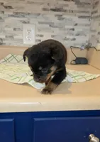 Precious, a female Rottweiler for sale in Indianapolis, IN – Photo 8 of 10