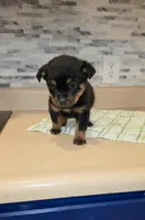 Precious, a female Rottweiler for sale in Indianapolis, IN – Photo 5 of 10